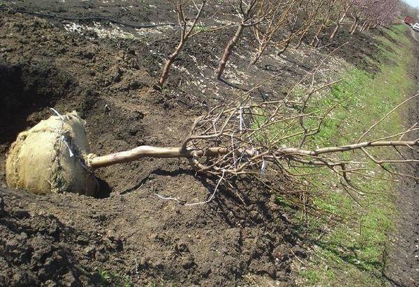 planter des cerises