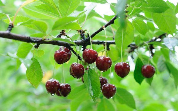 Branche aux cerises