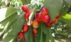 Caractéristiques et description des cerises douces de la variété Napoléon, plantation et entretien