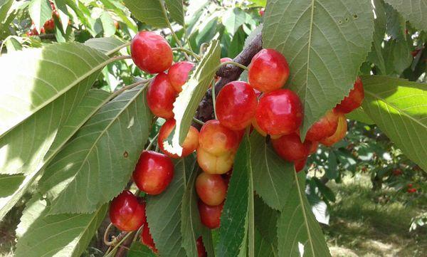 rama con cerezas