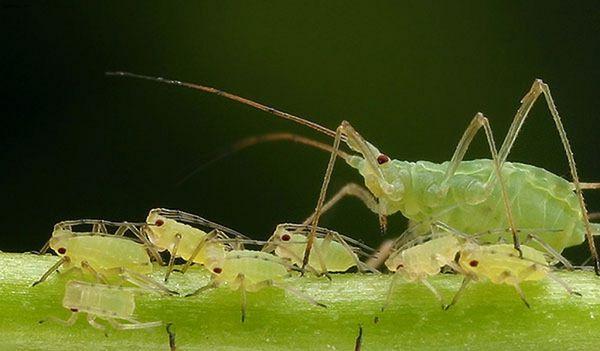 Aphids on a plant