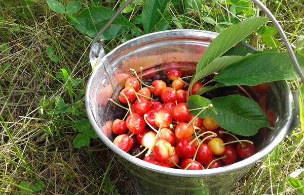 un seau de cerises