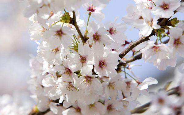 flor de cerezo