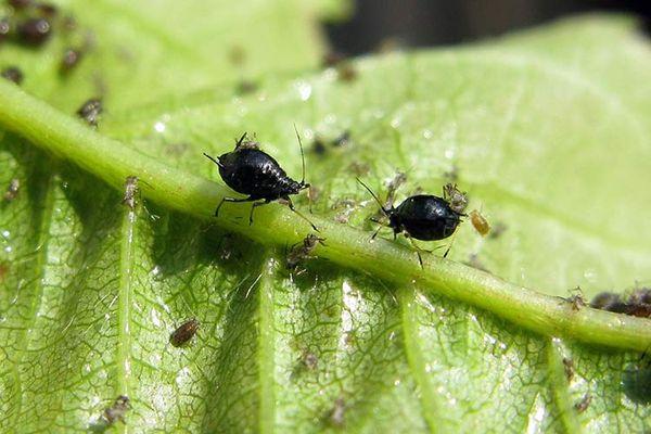 flower pests