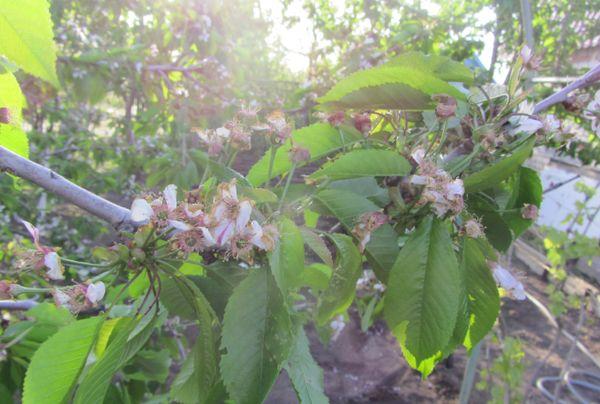 tree with flowers