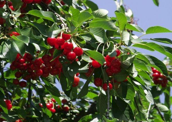 cerezas maduras