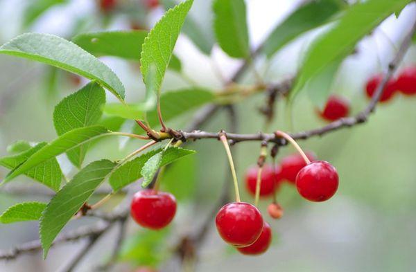 fruits cerises