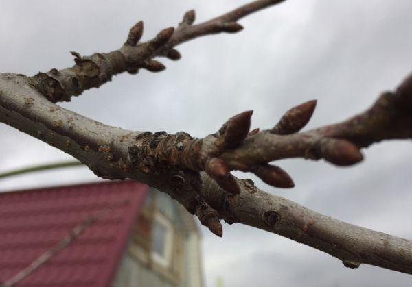 growing cherries