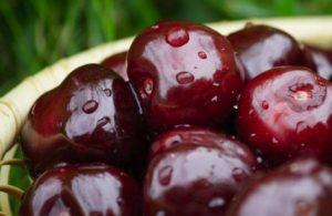 Reasons why cherries do not bear fruit and what to do for treatment