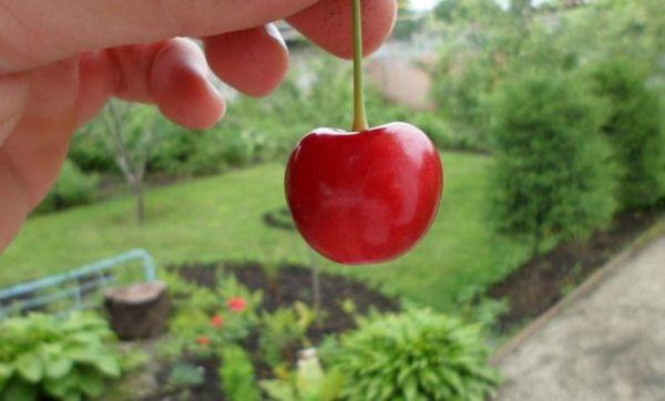 fruta de cereza