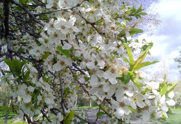 árbol floreciente