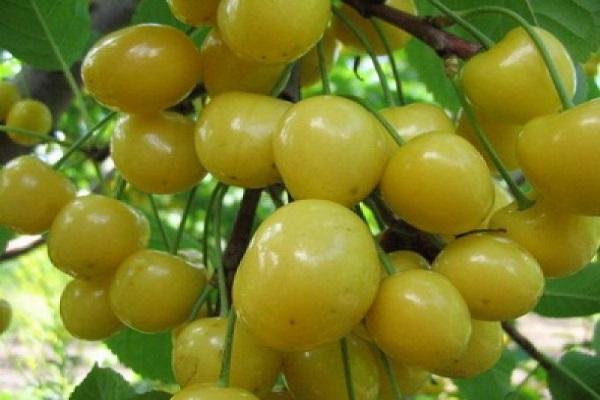 Descripción de la variedad de cerezas Home Garden amarillas, plantación y cuidado, preparación para el invierno.