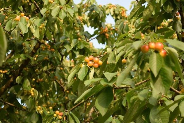 mga cherry varieties