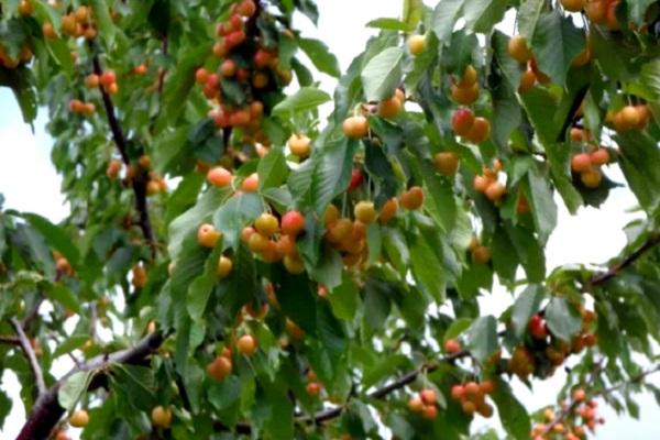 large fruits