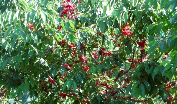 tree with fruits