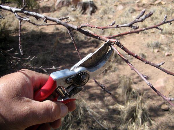 Pruning stone fruits