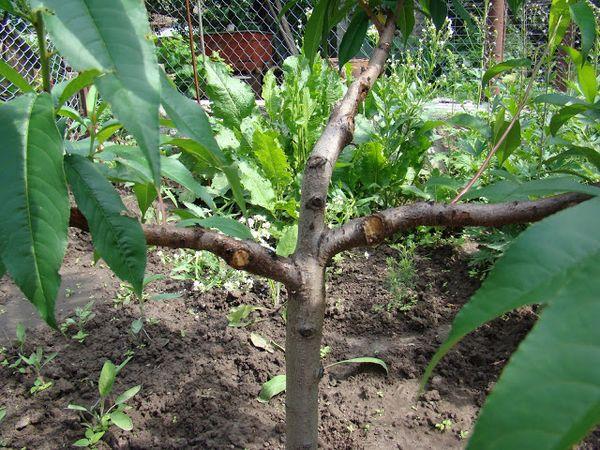 árbol en el jardín