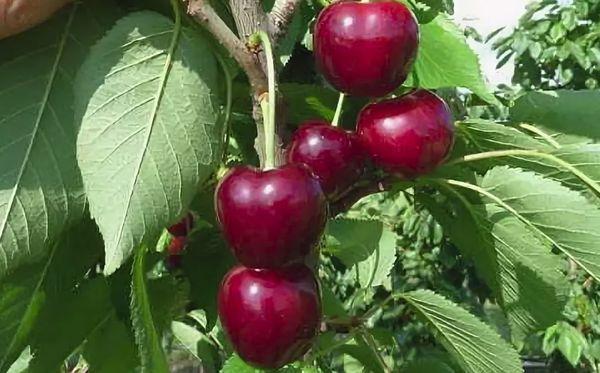 rojo cereza