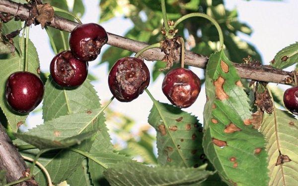 Moniliose aux cerises douces