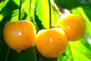 Description and characteristics of Rossoshanskaya golden cherry varieties, cultivation