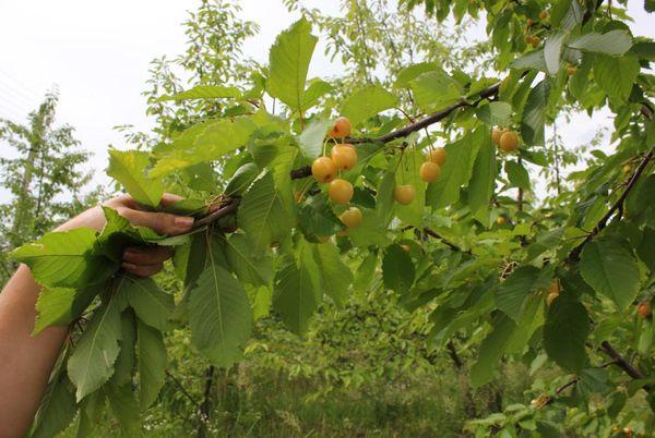 Branche aux cerises