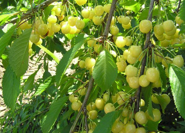 Fruta de la cereza