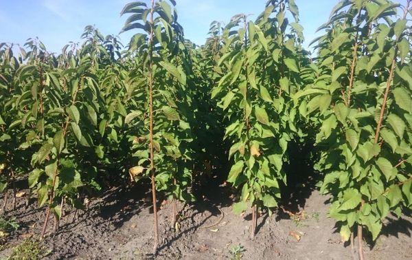 Cherry seedlings