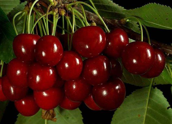 large cherry