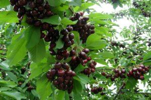 Descripción y características de la variedad de cereza Tyutchevka, plantación y cuidado.