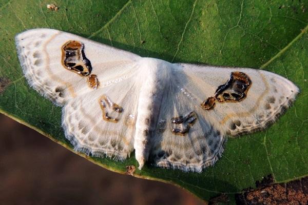 papillon mange