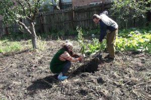 Plantation et entretien des cerises en Sibérie, sélection des variétés et erreurs de culture