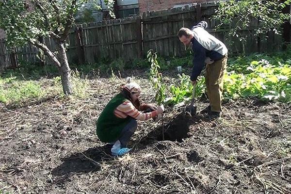 plantar una plántula