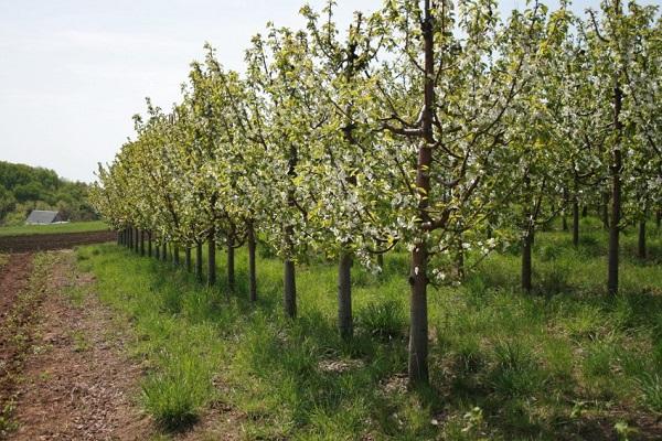 arbres de jardin