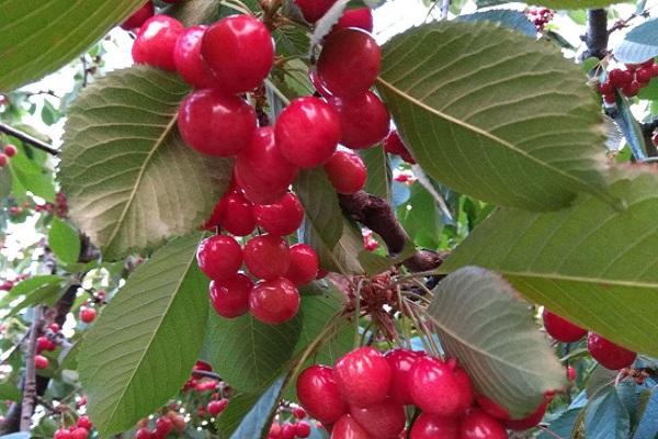 sabor a cereza