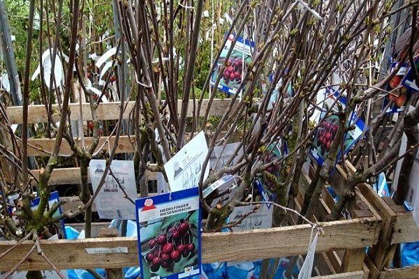 seedling preparation