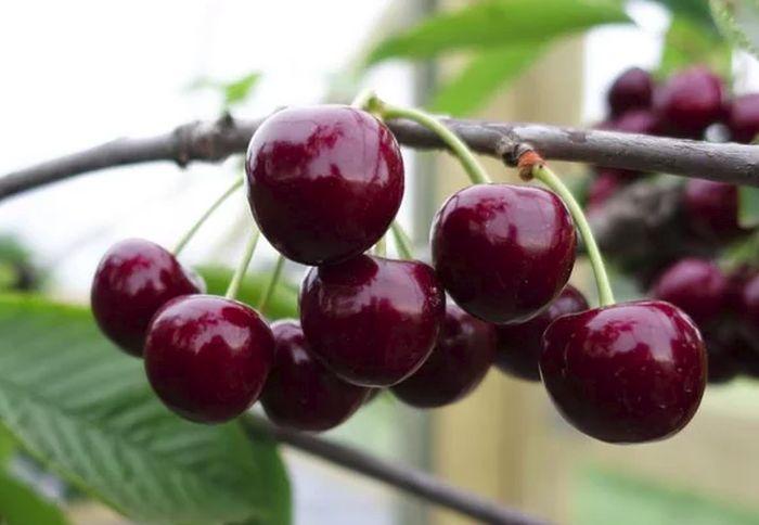 ripe berries