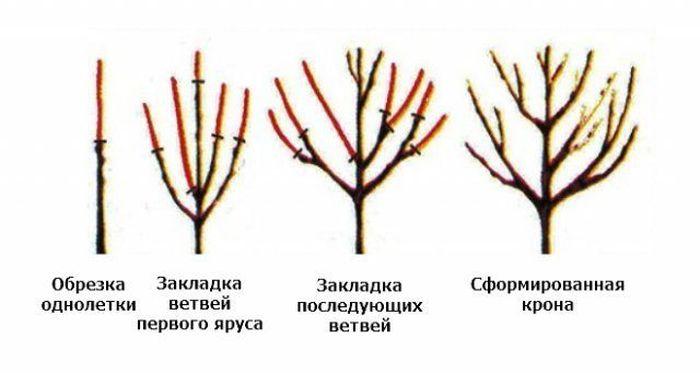 cherry formation