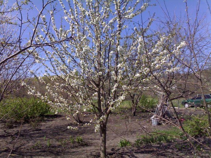 cherry blossom