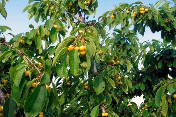 árbol en expansión