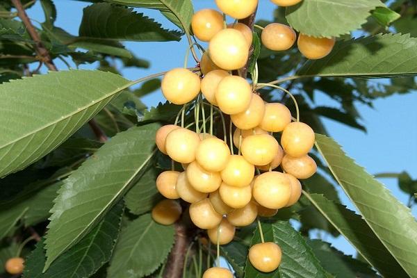 pâleur de fruit