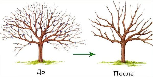 cherry pruning