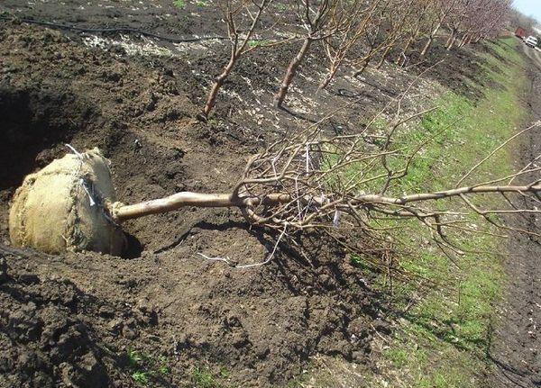 planting cherries