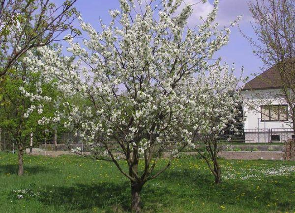 Període de floració