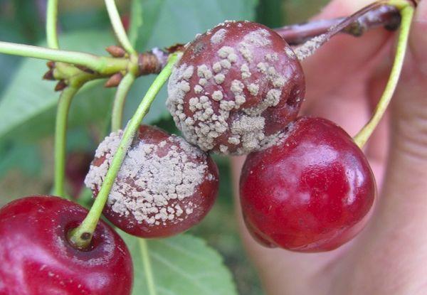 enfermedad de la cereza