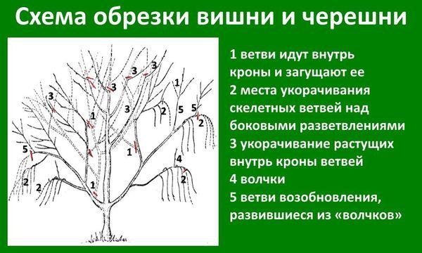 cherry pruning