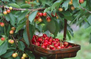 Descripción y características de las variedades de cereza dulce Julia, polinizadores, plantación y cuidado.