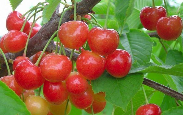 Branch with berries