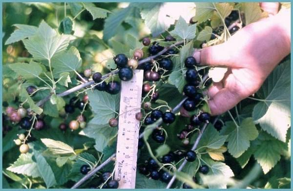 bayas de grosella negra