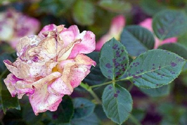 rose with diseases