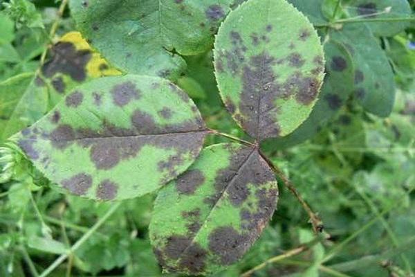 leaf spots